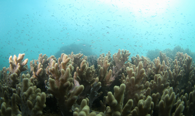 东锣岛珊瑚礁保护 (5).png