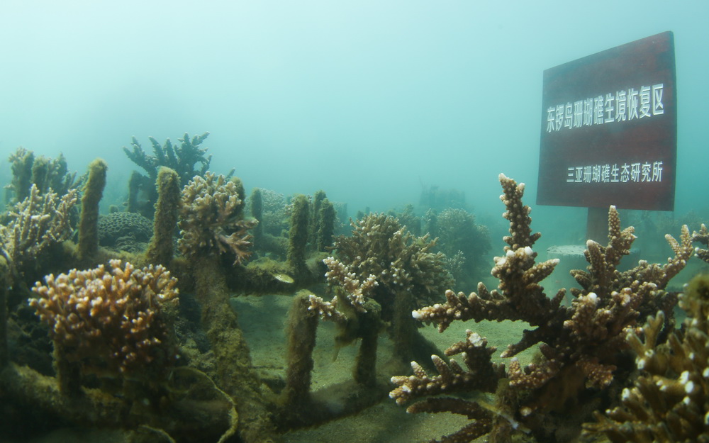 东锣岛珊瑚礁保护 (1).jpg